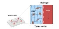 Detail of the microfluidic system, the tissue barrier and the hydrogel