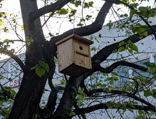 Caja nido para pájaros en el jardín del IMB-CNM