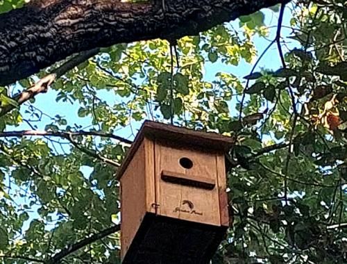 Caja nido para pájaros en el jardín del IMB-CNM