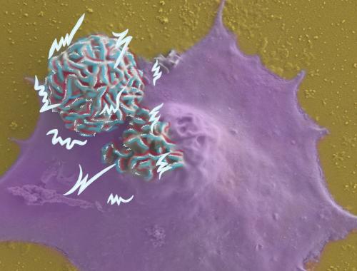 Imatge presa amb un Scanning Electron Microscope (SEM) i acolorida. El color vermell/blau representa el camp elèctric local que generen les nanofulles i el blanc són llamps d'electricitat. El morat és la cèl·lula i té dos microdispositius, un dins i un fora. IMB-CNM.