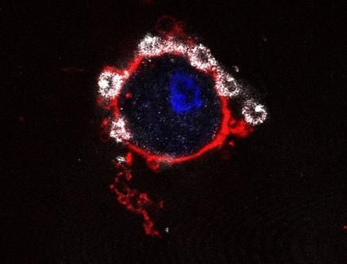 Nanodispositivos en contacto con la célula. IMB-CNM