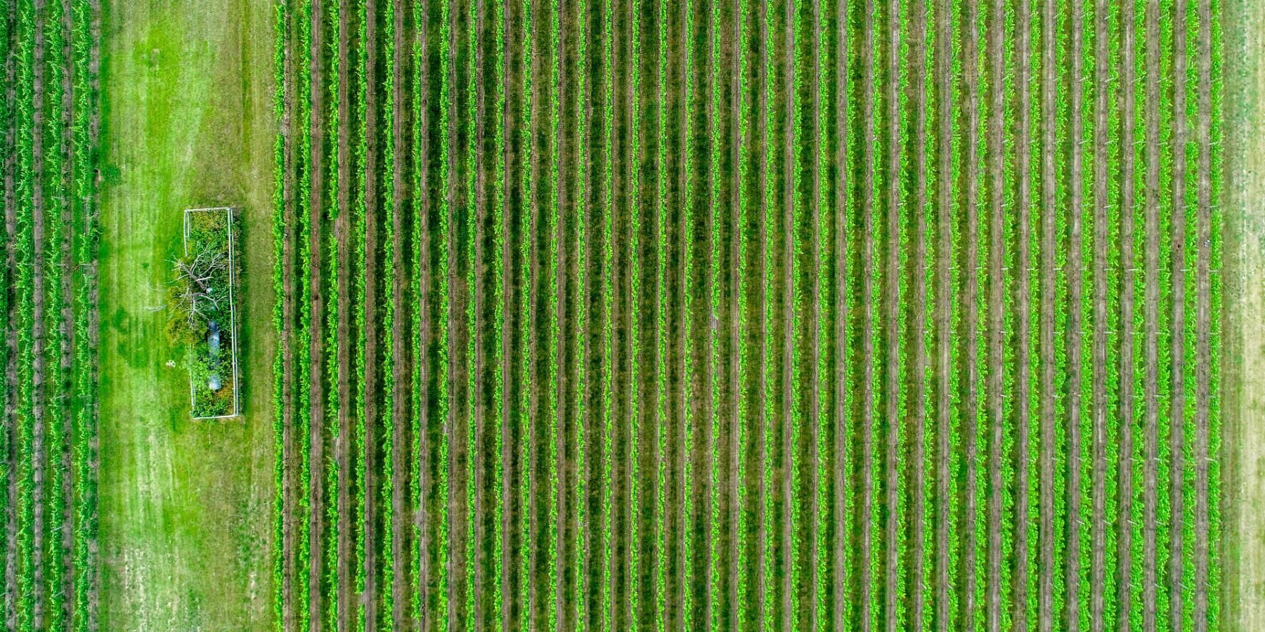 Precision agriculture (PA). Image: Unsplash.