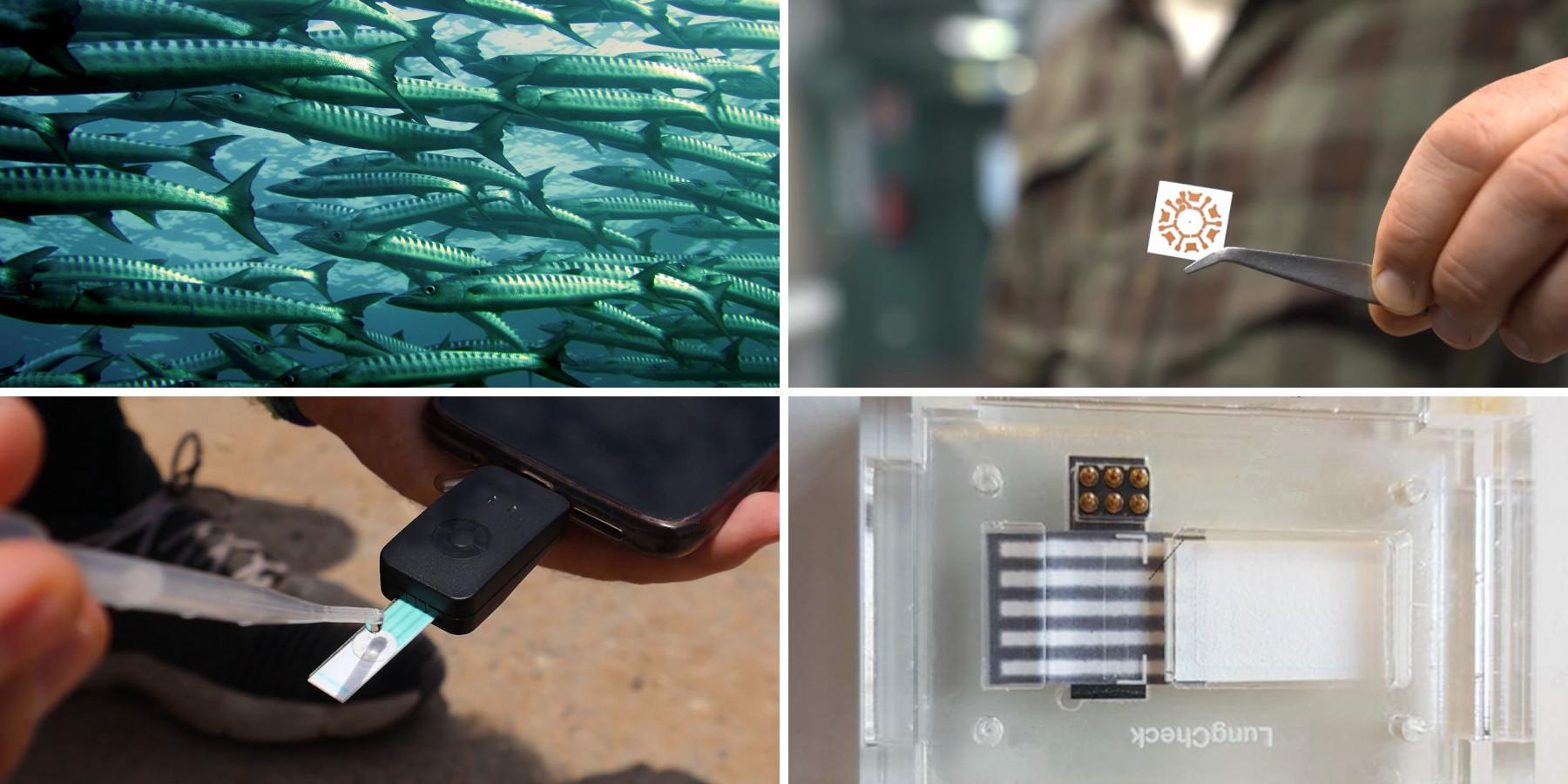 Mosaico con cuatro fotos sobre las tecnologías CSIC: peces, máscara microelectrónica, detector de contaminantes en agua y dispositivo Point of Care