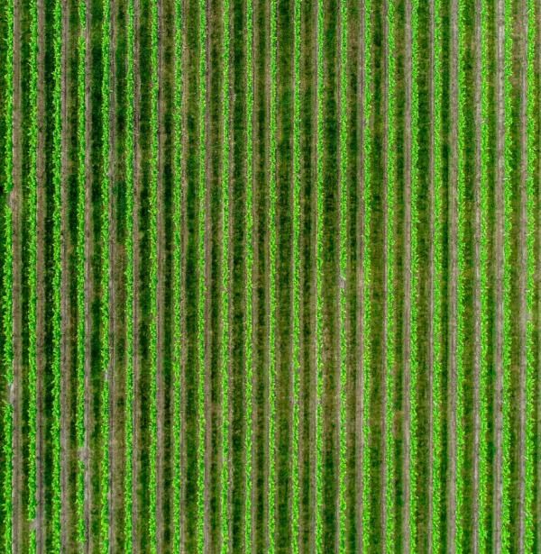 Precision agriculture (PA). Image: Unsplash.