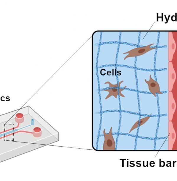 Detail of the microfluidic system, the tissue barrier and the hydrogel